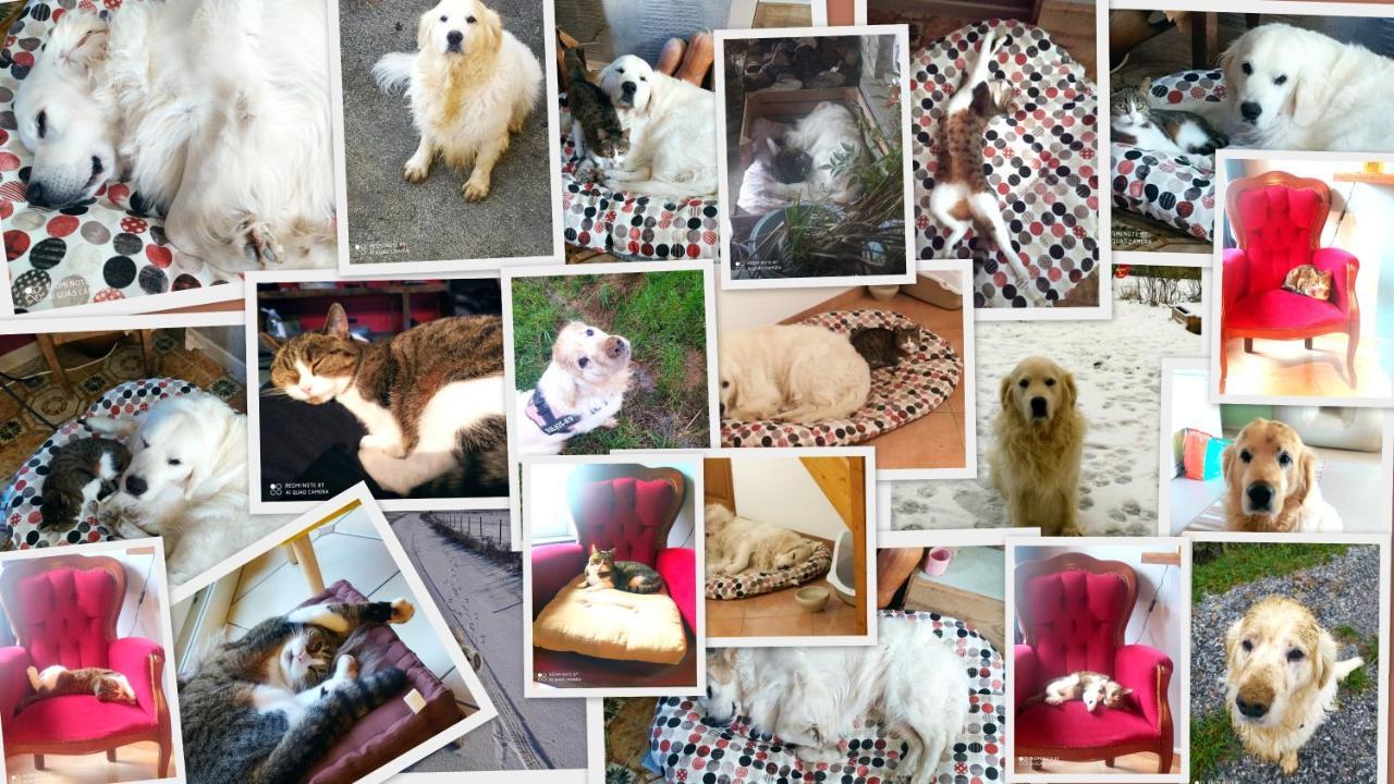 Homestay Chez Celine En Campagne Mazerny